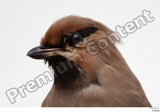 Bohemian waxwing Bombycilla garrulus head 0009.jpg